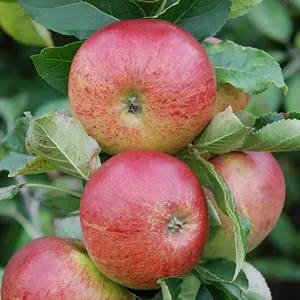 An Gala Apple Tree